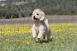 CAIRN TERRIER 279